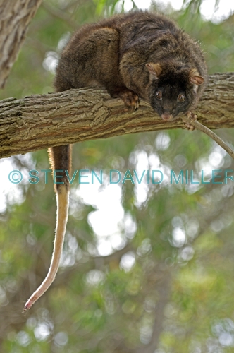 western ringtail possum;pseudocheirus occidentalis;endangered species;possum;busselton;western ringtail possum picture;ringtail possum;possum;australian possum;australian marsupials