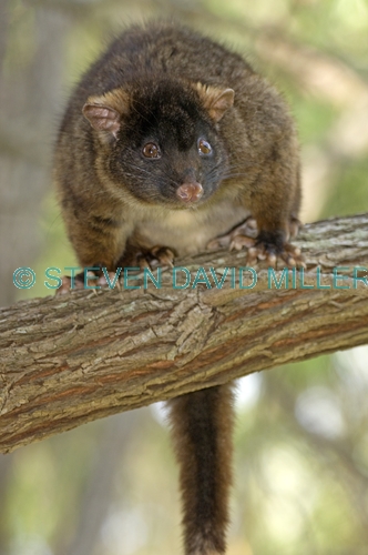 western ringtail possum;pseudocheirus occidentalis;endangered species;possum;busselton;western ringtail possum picture;ringtail possum;possum;australian possum;australian marsupials