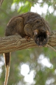 Possums and Gliders