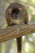 western-ringtail-possum;pseudocheirus-occidentalis;endangered-species;possum;busselton;western-ringt