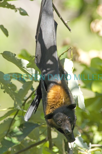 black flying fox;pteropus alecto;fruit bat hanging upside down;flying fox hanging upside down;litchfield national park;flying fox;fruit bat;australian bats;australian fruit bats
