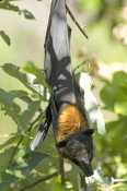 black-flying-fox;pteropus-alecto;fruit-bat-hanging-upside-down;flying-fox-hanging-upside-down;litchf