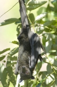 black-flying-fox;pteropus-alecto;fruit-bat-hanging-upside-down;flying-fox-hanging-upside-down;litchf