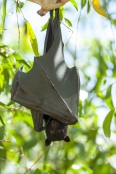 black-fruit-bat;australian-national-parks