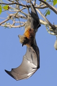 Grey-headed Flying-fox