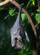 spectacled-flying-fox-picture;spectacled-flying-fox;spectacled-flying-fox;flying-fox;fruit-bat;austr