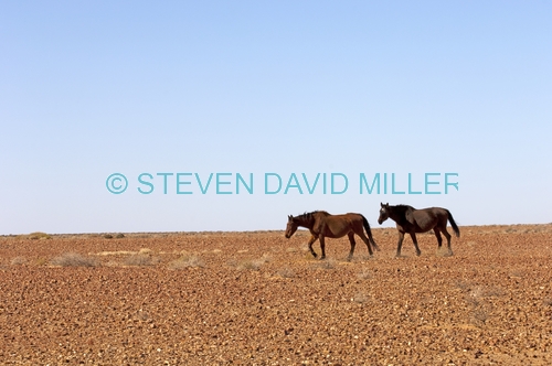 horse;wild horse;brumby;egus caballus;sturts stony desert;stony desert;muloorina station;oodnadatta track;south australia;feral horse