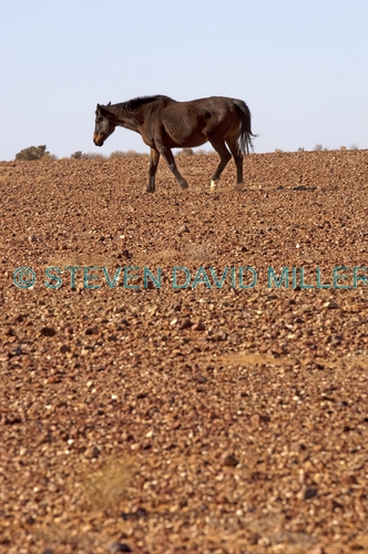 horse;wild horse;brumby;egus caballus;sturts stony desert;stony desert;muloorina station;oodnadatta track;south australia;feral horse
