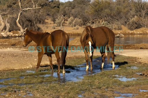 horse;wild horse;brumby;egus caballus;muloorina station;oodnadatta track;south australia;feral horse