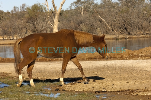 horse;wild horse;brumby;egus caballus;muloorina station;oodnadatta track;south australia;steven david miller