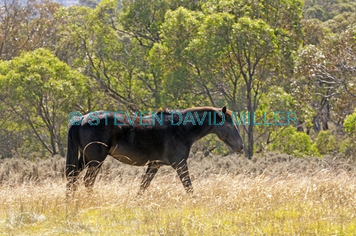 brumby picture;brumby;brumbies;wild horses;wild horse;snowy mountain brumby;snowy mountains;snowy wilderness;brumby sanctuary;wild horse sanctuary;australian wild horse;wild horse australia;equus caballus