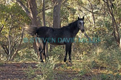 brumby picture;brumby;brumbies;wild horses;wild horse;snowy mountain brumby;snowy mountains;snowy wilderness;brumby sanctuary;wild horse sanctuary;australian wild horse;wild horse australia;equus caballus
