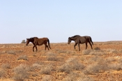 horse;wild-horse;brumby;egus-caballus;sturts-stony-desert;stony-desert;muloorina-station;oodnadatta-