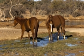 horse;wild-horse;brumby;egus-caballus;muloorina-station;oodnadatta-track;south-australia;feral-horse