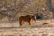 horse;wild-horse;brumby;egus-caballus;muloorina-station;oodnadatta-track;south-australia;feral-horse