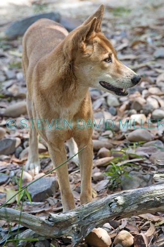 dingo picture;dingo;canis lupus dingo;dingo standing;territory wildlife park;northern territory;australian wild dog;wild dog;australian native dog;native dog;steven david miller