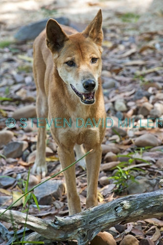 dingo picture;dingo;canis lupus dingo;dingo standing;territory wildlife park;northern territory;australian wild dog;wild dog;australian native dog;native dog