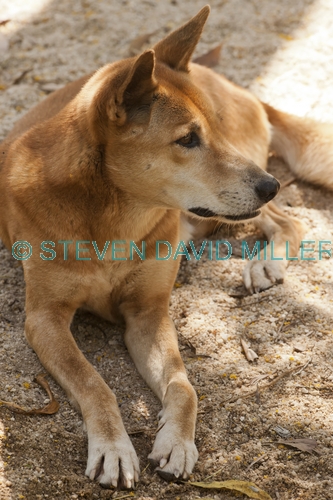 dingo picture;dingo;canis lupus dingo;dingo standing;territory wildlife park;northern territory;australian wild dog;wild dog;australian native dog;native dog