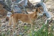 dingo-picture;dingo;canis-lupus-dingo;dingo-standing;territory-wildlife-park;northern-territory;aust