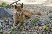 dingo-picture;dingo;canis-lupus-dingo;dingo-standing;territory-wildlife-park;northern-territory;aust