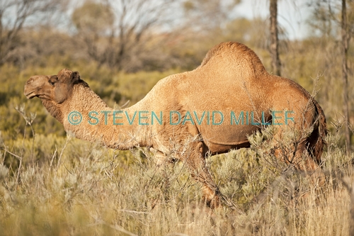one-humped camel picture;one-humped camel;one humped camel;camel;dromedary;camelus dromedarius;wild camel;wild camel in australia;wild australian camel;camel in australia;outback camels;camels in outback;australian central desert;uluru kata tjuta national park;olgas;ayers rock;northern territory;steven david miller