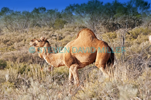 one-humped camel picture;one-humped camel;one humped camel;camel;dromedary;camelus dromedarius;wild camel;wild camel in australia;wild australian camel;camel in australia;outback camels;camels in outback;australian central desert;uluru kata tjuta national park;olgas;ayers rock;northern territory;steven david miller