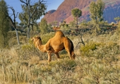 one-humped-camel-picture;one-humped-camel;one-humped-camel;camel;dromedary;camelus-dromedarius;wild-