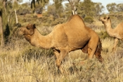 one-humped-camel-picture;one-humped-camel;one-humped-camel;camel;dromedary;camelus-dromedarius;wild-
