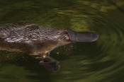 platypus;ornithorhynchus-anatinus;platypus-house;tasmania;monotreme;captive-platypus;platypus-breedi
