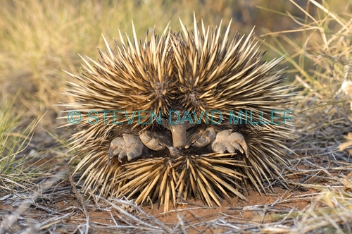 echidna;tachyglossus aculeatus;short-beaked echidna;echidna picture;cape range national park;western australia national park;australian national park;australian monotremes;monotreme;egg-laying mammal;spiny;spiny animal;spines