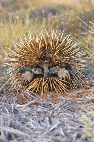 echidna;tachyglossus aculeatus;short-beaked echidna;echidna picture;cape range national park;western australia national park;australian national park;australian monotremes;monotreme;egg-laying mammal;spiny;spiny animal;spines