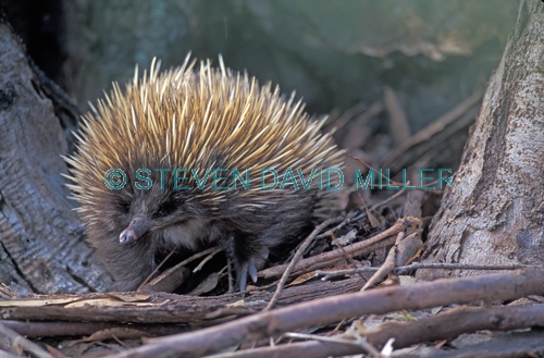 echidna;tachyglossus aculeatus;short-beaked echidna;echidna picture;kangaroo island;kangaroo island echidna;australian monotremes;monotreme;egg-laying mammal;spiny;spiny animal;spines