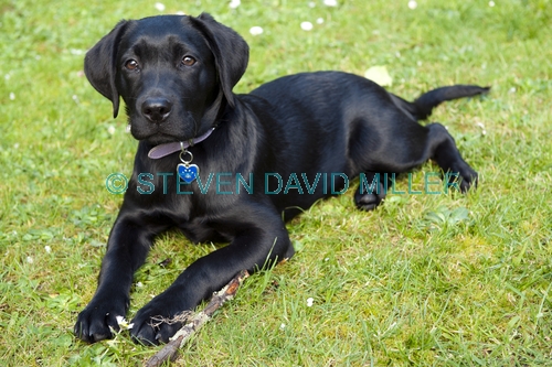 dog;puppy;pet;black labrador;black labrador puppy;black lab;black dog;black puppy;puppy;steven david miller
