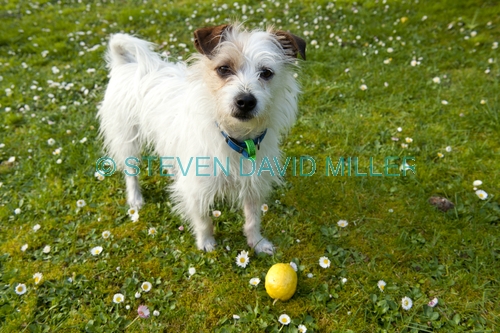dog;terrier;wire-haired terrier;terrier cross;small dog;white dog;dog with brown eye patch;white dog with brown face;dog in grass;dog on lawn;dog with lemon;dog looking at something;dog looking at plaything;steven david miller