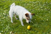 dog;terrier;wire-haired-terrier;terrier-cross;small-dog;white-dog;dog-with-brown-eye-patch;white-dog