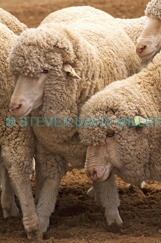 sheep;merino sheep;ovis aries;sheep in pen;unsheared sheep;sheep muster;flock of sheep;australian stockman's hall of fame;longreach
