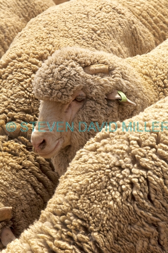 sheep;merino sheep;ovis aries;sheep in pen;unsheared sheep;sheep muster;flock of sheep;australian stockman's hall of fame;longreach