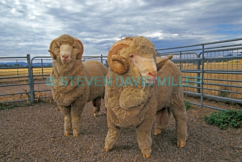 sheep;ram;merino ram;merion sheep;merino wool;sheep raised for wool;merino sheep raised for wool