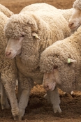 sheep;merino-sheep;ovis-aries;sheep-in-pen;unsheared-sheep;sheep-muster;flock-of-sheep;australian-st