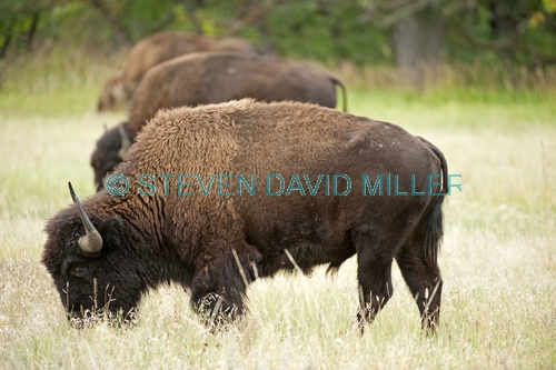 bison;american bison picture;american bison;buffalo;bison bison;male bison;adult bison;bison with horns;bison eating;bison at custer state park;custer state park;south dakota state park;north american mammal;large mammal;bison eating