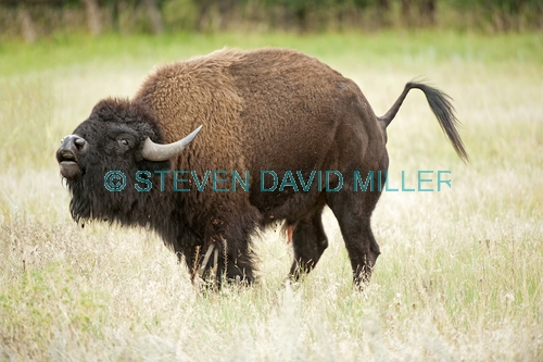 bison;american bison picture;american bison;buffalo;bison bison;male bison;adult bison;bison with horns;bison eating;bison at custer state park;custer state park;south dakota state park;north american mammal;large mammal;bison bellowing;bison calling