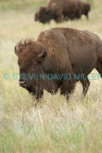 bison;american bison picture;american bison;buffalo;bison bison;male bison;adult bison;bison with horns;bison eating;bison at custer state park;custer state park;south dakota state park;north american mammal;large mammal;bison eating