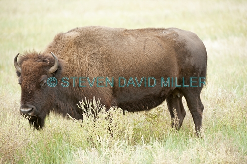 bison;american bison picture;american bison;buffalo;bison bison;male bison;adult bison;bison with horns;bison eating;bison at custer state park;custer state park;south dakota state park;north american mammal;large mammal