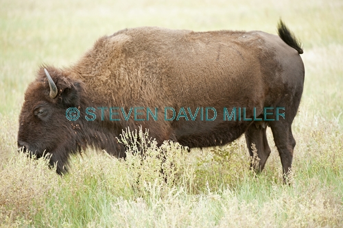 bison;american bison picture;american bison;buffalo;bison bison;male bison;adult bison;bison with horns;bison eating;bison at custer state park;custer state park;south dakota state park;north american mammal;large mammal;bison swishing tail