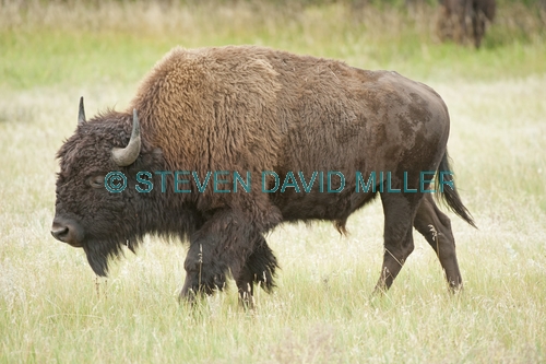 bison;american bison picture;american bison;buffalo;bison bison;male bison;adult bison;bison with horns;bison eating;bison at custer state park;custer state park;south dakota state park;north american mammal;large mammal;male bison