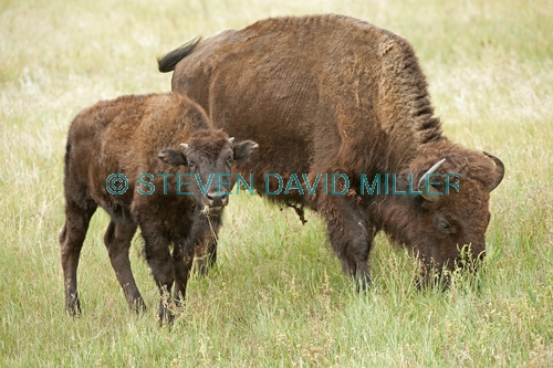 bison;american bison picture;american bison;buffalo;bison bison;male bison;adult bison;bison with horns;bison eating;bison at custer state park;custer state park;south dakota state park;north american mammal;large mammal;bison female with calf