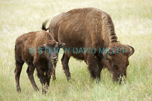 bison;american bison picture;american bison;buffalo;bison bison;male bison;adult bison;bison with horns;bison eating;bison at custer state park;custer state park;south dakota state park;north american mammal;large mammal;bison mother and calf