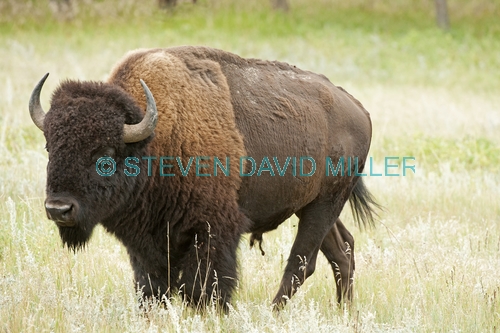 bison;american bison picture;american bison;buffalo;bison bison;male bison;adult bison;bison with horns;bison eating;bison at custer state park;custer state park;south dakota state park;north american mammal;large mammal;male bison