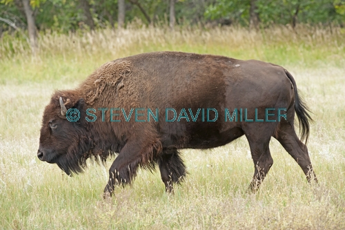 bison;american bison picture;american bison;buffalo;bison bison;male bison;adult bison;bison with horns;bison eating;bison at custer state park;custer state park;south dakota state park;north american mammal;large mammal