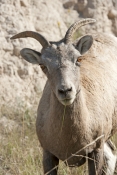big-horn-sheep;bighorn-sheep-picture;bighorn-sheep-bighorn-sheep-ewe;bighorn-sheep-female;badlands-n
